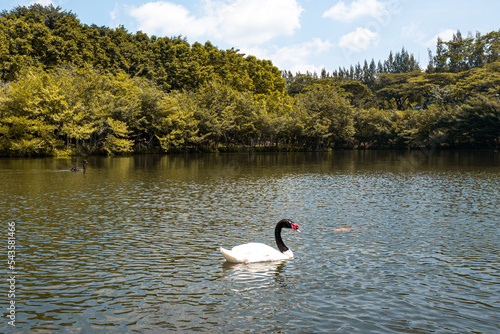 Black-necked swan on the lake in autumn