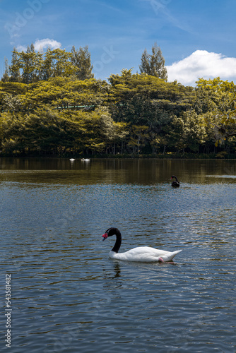Black-necked swan on the lake in autumn