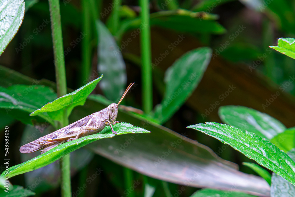 brown grasshopper on green leaf in hot summer brown grasshopper on green leaf in hot summer