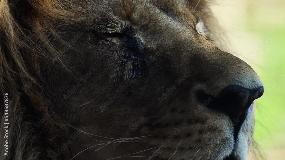 Big male lion king beautiful morning portrait, Southwest African lion
