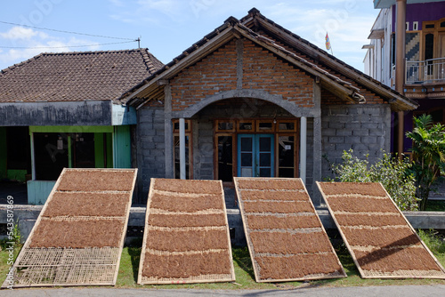 Indonesian tobacco leaves (Nicotiana tabacum) dried for cigarette production in Getasan village under the slope of Merbabu mountain. photo