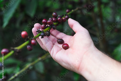 Hand holding coffee beans growing in Da Lat Vietnam © Tatiana