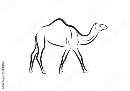 Adult camel walking vector isolated on white. Arabian camel icon.