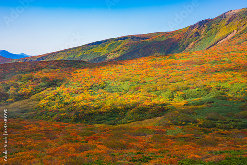 神の絨毯、全山紅葉の栗駒山（Carpet of God in MT. Kurikoma） photo