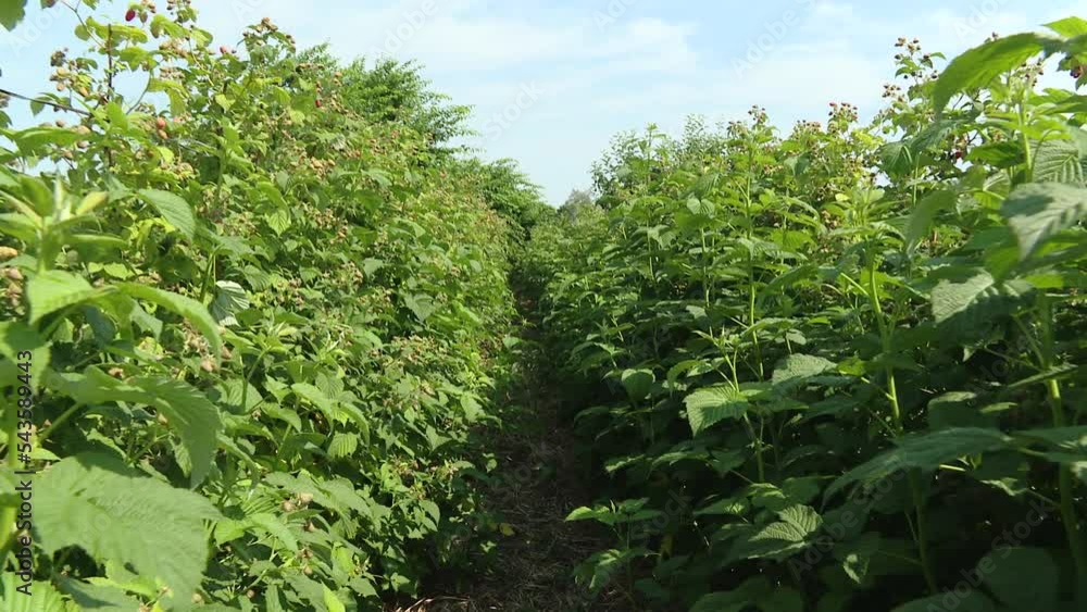 A row of raspberry plants fruits in a farm under the bright sunlight. Raspberries ripening in a field in July A row of raspberry plants fruits in a farm under the bright sunlight. Raspberries ripening in a field in July