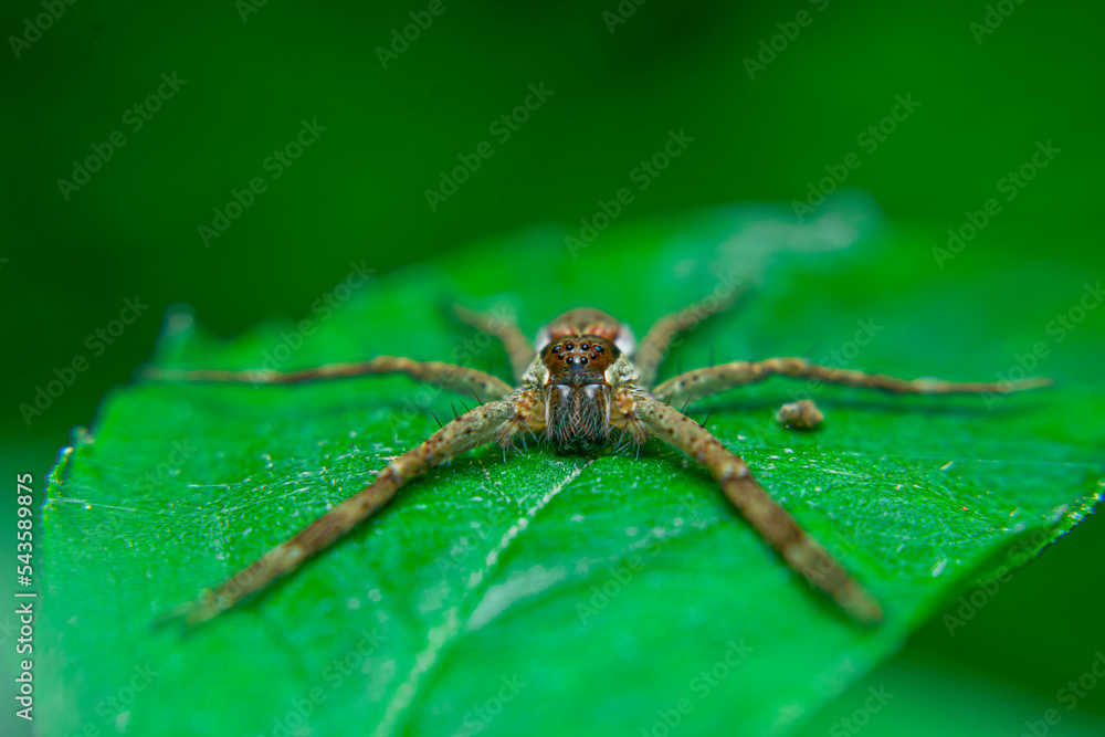 Long-legged brown spider on a leaf quietly waiting for prey that alights on a flower Long-legged brown spider on a leaf quietly waiting for prey that alights on a flower