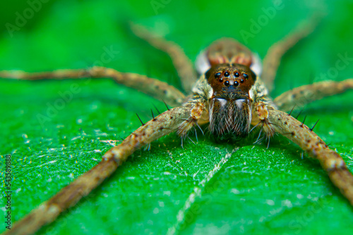 Long-legged brown spider on a leaf quietly waiting for prey that alights on a flower