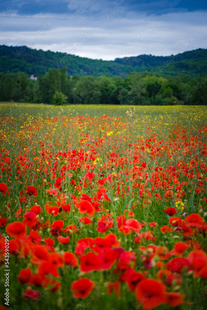 Red poppies field and hills right outside Mirepoix in the south of France (Ariege)