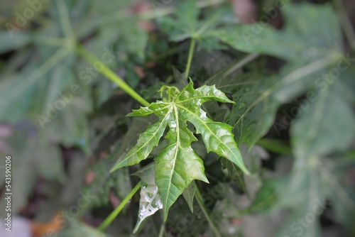 Selective focus of young leaf cnidoscolus aconitifolius, commonly known as chaya, tree spinach, or daun pepaya Jepang (in Indonesia), originated in the Yucatán Peninsula of Mexico.