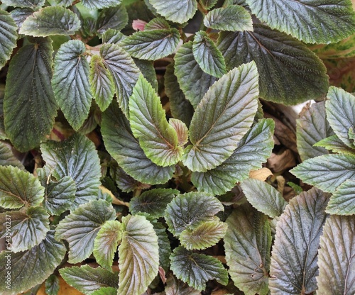 Begonia argenteo guttata from top view