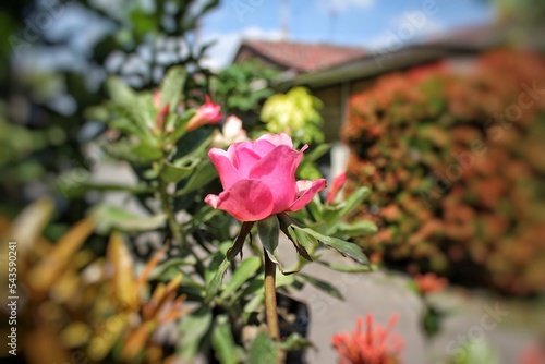 Selective focus of rose pink flower among other flowers and plants