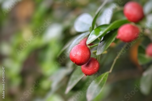 Selective focus of fruit of murraya paniculata. This plant known as orange jasmine, orange jessamine, china box or mock orange, or kemuning (in Indonesia). This plant is used as herbal medicine.