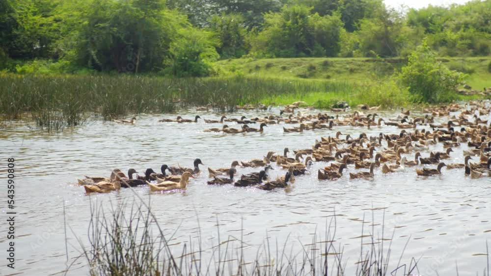Ducks in a pond. Raft of ducks, a team of ducks, or a paddling of ducks
