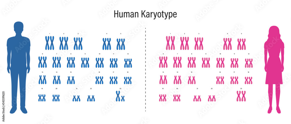 Human Karyotype Autosome And Sex Chromosome Male And Female Stock