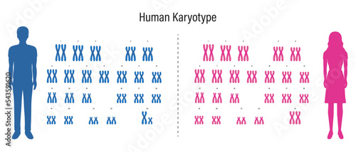 Human karyotype. Autosome and Sex chromosome. Male and Female.