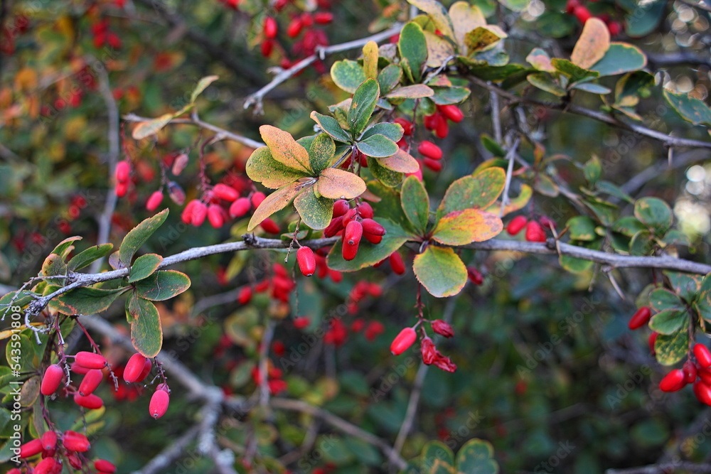 Barberry bush with red small ripe berries. Barberry bush with red small ripe berries.