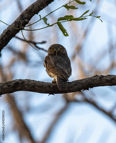 A jungle owlet perched on a tree branch inside Pench National Park during a wildlife safari photo