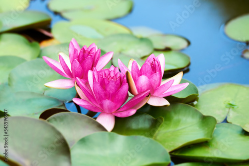 Water lily lotus flower in pond green leaves. 