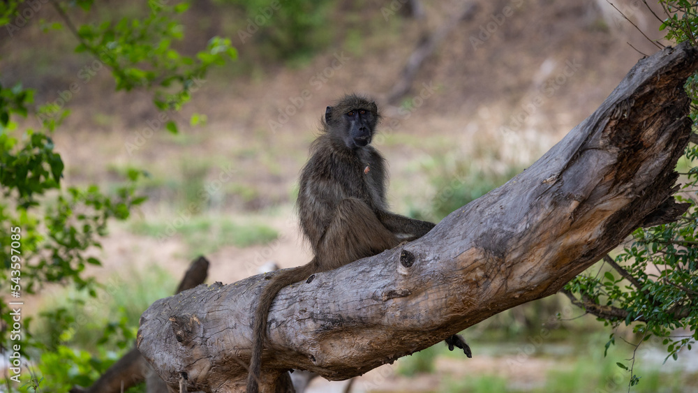 Fototapeta premium Chacma baboon sitting on a fallen tree