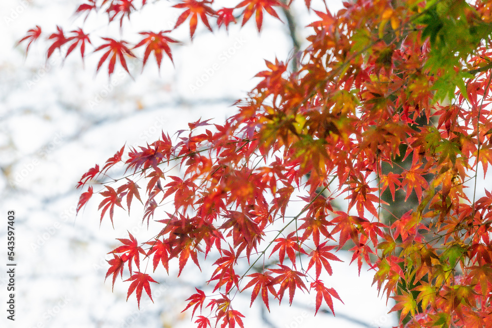秋の紅葉 秋の紅葉
