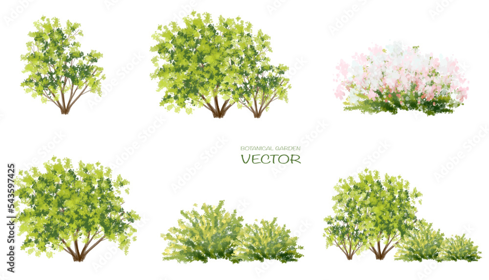Vector watercolor of tree side view isolated on white background for landscape  and architecture drawing, elements for environment and garden, painting botanical for section and elevation  - obrazy, fototapety, plakaty 