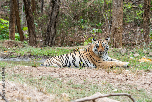 Fototapeta Naklejka Na Ścianę i Meble -  A female tigress drinking water from a waterhole inside the park inside her territory in Pench National Park during a wildlife safari 