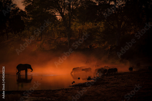 Elephant and Buffalo drinking water at sunset in the Kruger National Park, South Africa