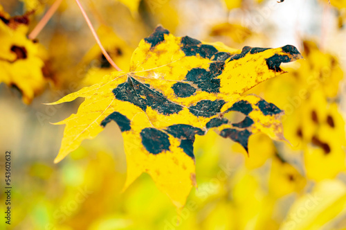 yellow maple leaf covered with black spots close-up. photo