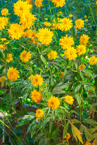 large number of yellow flowers of the rudbekiya golden ball variety. the leaves of the flowers are covered with a white coating of powdery mildew.