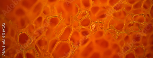 Macro texture fiber magnification microscope bright blood