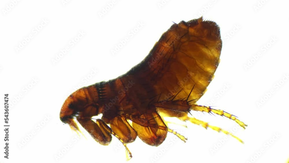 Alive flea moving legs and scrawling is filmed on white background under microscope 40x. Isolated macro footage of dangerous little insect biting hairy animals. Educating bug with scientific equipment Alive flea moving legs and scrawling is filmed on white background under microscope 40x. Isolated macro footage of dangerous little insect biting hairy animals. Educating bug with scientific equipment