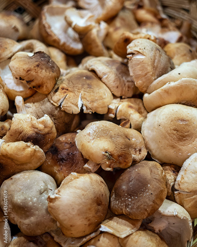 Fresh raw Mushrooms at a Spanish food market