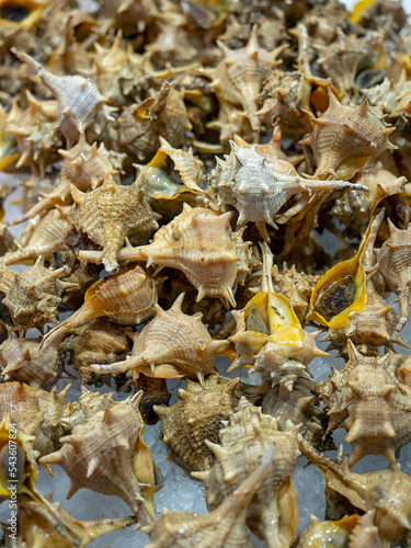 Purple Dye Murex or Spiny Dye-Murex (Bolinus brandaris) sea snails at a Spanish Market photo