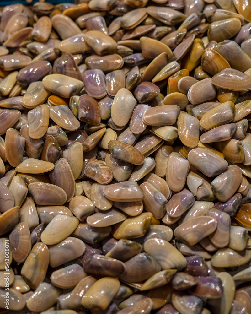 Fresh Wedge Clams (Donax trunculus) on a market stall Fresh Wedge Clams (Donax trunculus) on a market stall