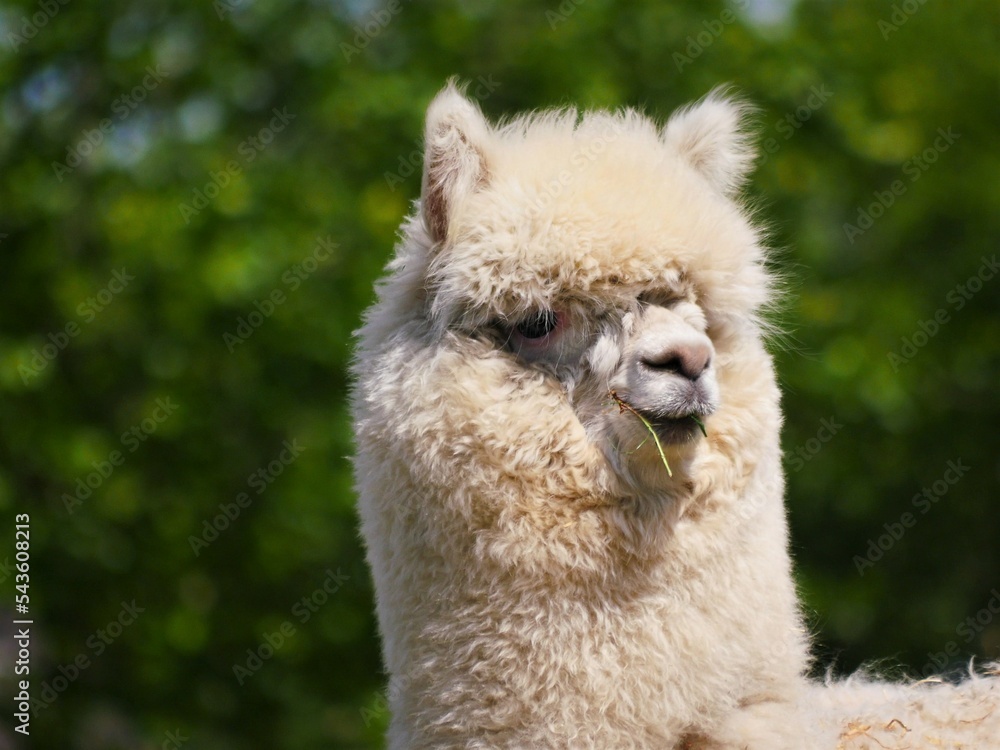 head of an alpaca, Vicugna pacos, is covered with thick white fur, a blade of grass is in its mouth, the upper lip is split so that the animal can better grip and eat grass and leaves
