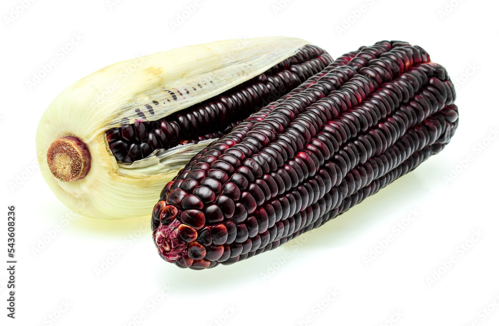Fresh purple corn isolated on a white background. Fresh purple corn isolated on a white background.