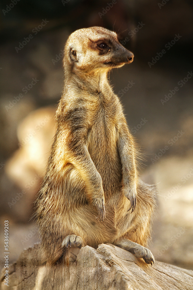 Fototapeta premium meerkat on the lookout