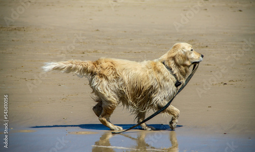 animals (dogs) running freely AT THE BEACH.