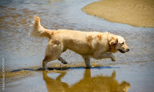 animals (dogs) running freely AT THE BEACH.
