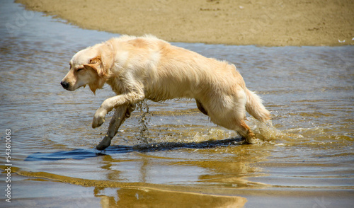 animals (dogs) running freely AT THE BEACH.