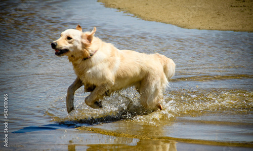animals (dogs) running freely AT THE BEACH.