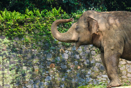 Sumatran elephant (Elephas maximus sumatranus) in the Ragunan Wildlife Park or Ragunan Zoo photo