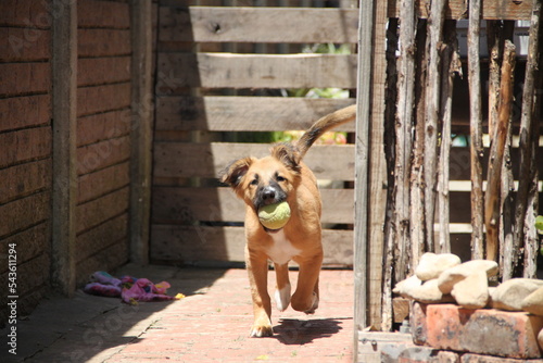 riley the cutest busiest mixbreed puppy in the world