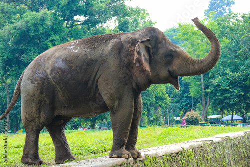 Sumatran elephant  Elephas maximus sumatranus  in the Ragunan Wildlife Park or Ragunan Zoo