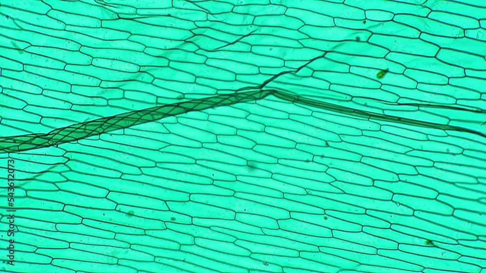 Epiderm of allium whole mount filmed under microscope 100x on bright field. Piece of plant leaf