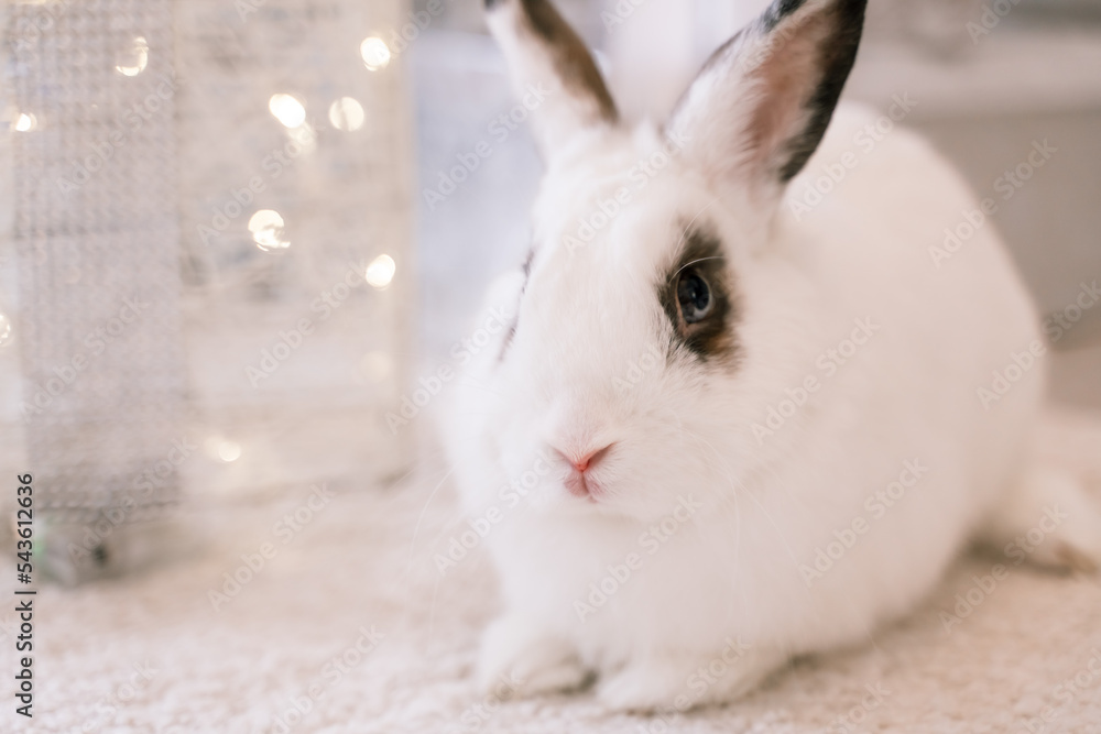 Obraz premium White rabbit with a gift under the tree as a symbol of the new year 2023.