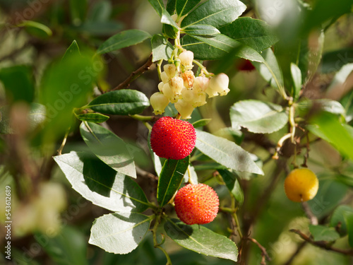 Arbutus unedo -  Strawberry tree with dense green foliage, mature and immature fruits, white bell-shaped flowers hanging on reddish-brown twigs