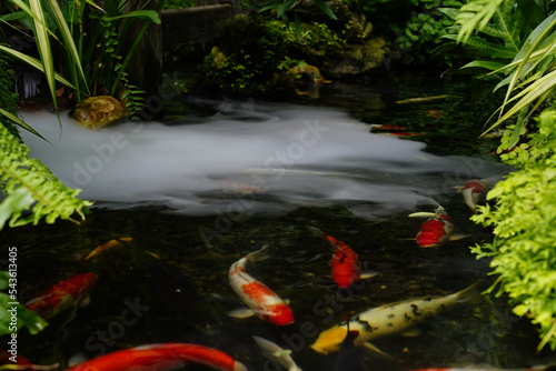 tropical fish swimming