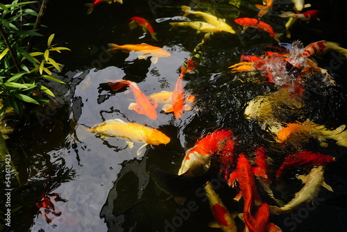 fish