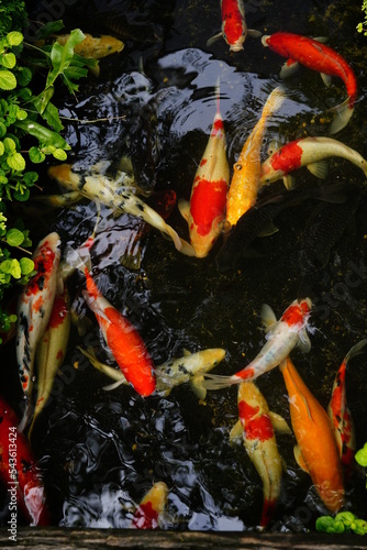 fish